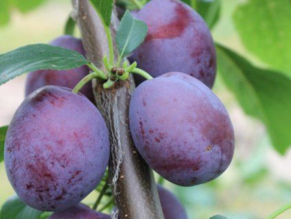 Švestka 'Kamir'  Prunus domestica '