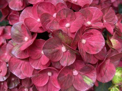 Hydrangea macrophylla Rebellion Pistachio Love 20240701 2