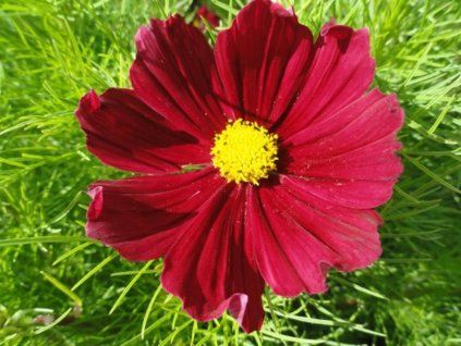 casanova red