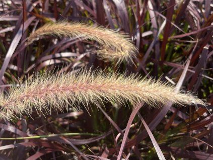 124568 1 dochan sety chelsea pennisetum advena chelsea