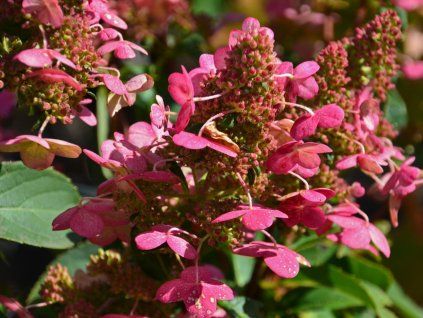 Hydrangea paniculata Prim Red (6)
