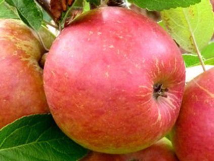 Jabloň 'Karmen'  Malus domestica 'Karmen'
