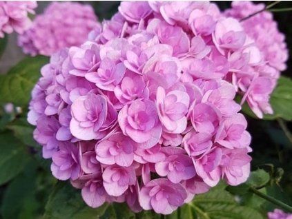 double pink