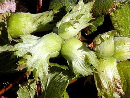 Líska 'Cosford' - kontejner  Corylus avellana ´Cosford´