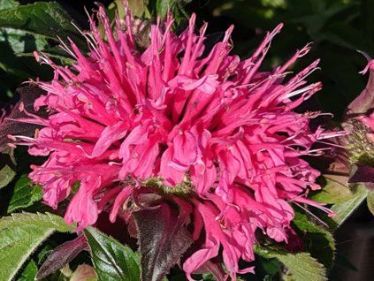 Zavinutka SUGAR BUZZ® 'Bubblegum Blast' PBR - Monarda didyma SUGAR BUZZ® 'Bubblegum Blast' PBR  Monarda didyma SUGAR BUZZ® ´Bubblegum Blast' PBR