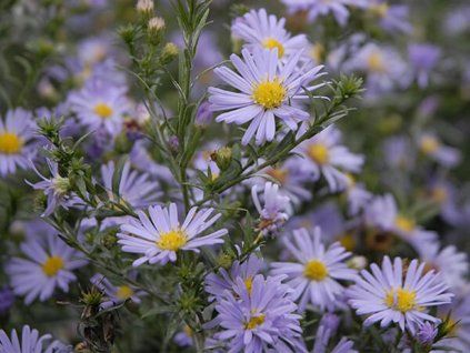 aster dumosus lady in blue