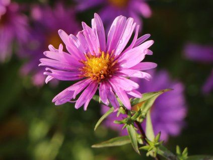Hvězdnice křovitá 'Peter Harrison' - Aster dumosus 'Peter Harrison'  Aster dumosus 'Peter Harrison'