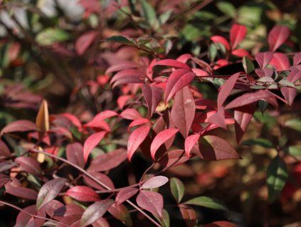 Plantland product nandina dragon flame 2