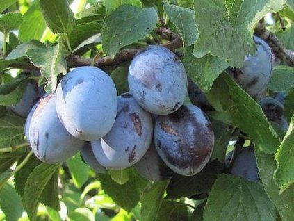 Švestka 'Domácí' - kontejner  Prunus domestica 'Domácí'