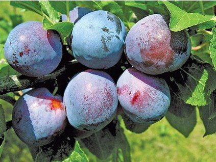Švestka 'Durancie' - kontejner  Prunus domestica 'Durancie'