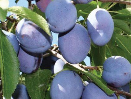 Švestka 'French Prune' - kontejner  Prunus domestica ´French Prune´