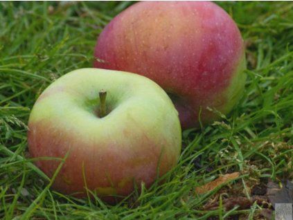 Jabloň 'Ontario' - kontejner  Malus domestica 'Ontario'