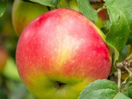 Jabloň 'Bláhovo Libovické' - kontejner  Malus domestica 'Bláhovo Libovické'