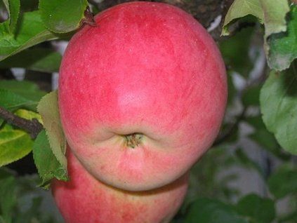 Jabloň 'Melodie' - kontejner  Malus domestica 'Melodie'