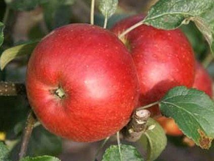 Jabloň 'Wealthy Double Red' - kontejner  Malus domestica 'Wealthy Double Red'