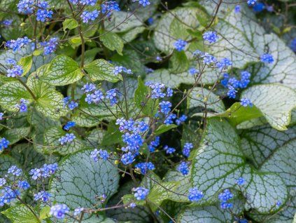 124814 pomnenkovec velkolisty silver spear pbr brunnera macrophylla silver spear pbr