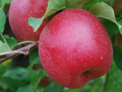 Jabloň 'Šampion Red' - kontejner  Malus domestica 'Šampion Red'