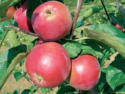 Jabloň 'Ametyst' - kontejner  Malus domestica 'Ametyst'