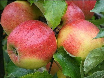 Jabloň 'Jonagold' - kontejner  Malus domestica 'Jonagold'