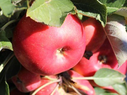 Jabloň sloupovitá 'Rumba' - kontejner  Malus domestica 'Rumba'
