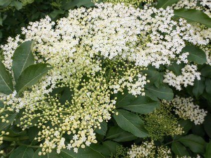 Sambucus nigra a 2 ws 500x500@2x