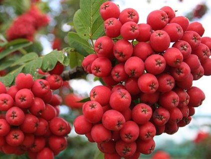 Jeřáb 'Alaja Krupnaja' - kontejner  Sorbus aucuparia ´Alaja Krupnaja´