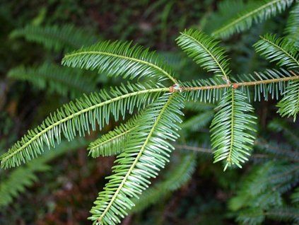 abies grandis 1