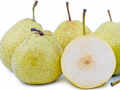 Asijská hrušeň 'Shin Li' - kontejner  Pyrus pyrifolia 'Shin Li'