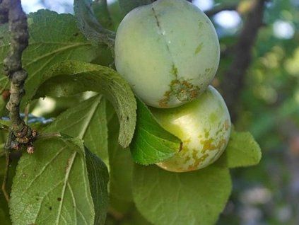 Ryngle 'Zelená renkloda' - kontejner  Prunus domestica subsp. italica 'Zelená renklóda'