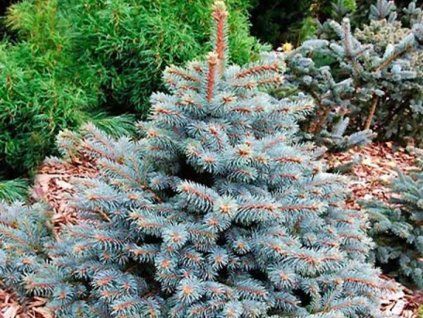 picea pungens royal blue 450x450 0