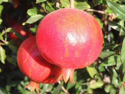 Granátové jablko 'Hermione' - kontejner  Punica granatum 'Hermione'