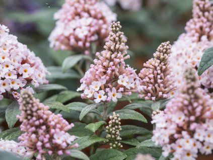 Komule Davidova 'Little Rockstars'® Pink  Buddleja davidii 'Little Rockstars'® Pink