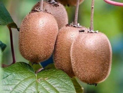 125075 kiwi zakarpacie