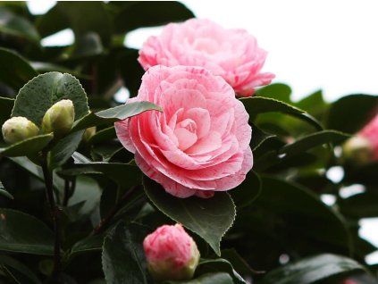 clifton nurseries camellia japonica william bartlett flower 0