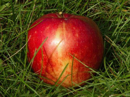 Jabloň 'James Grieve' - kontejner  Malus domestica  'James Grieve'