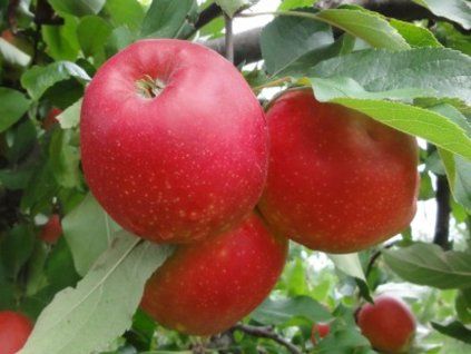 Jabloň 'Red Jonaprince' - kontejner  Malus domestica 'Red Jonaprince'