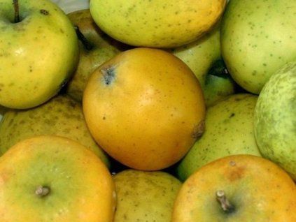 Jabloň 'Ananasová Reneta' - kontejner  Malus domestica 'Ananasová Reneta'