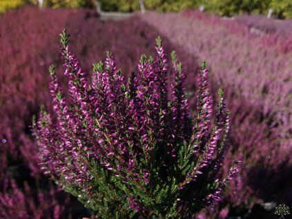 Calluna vulgaris Linda (2)