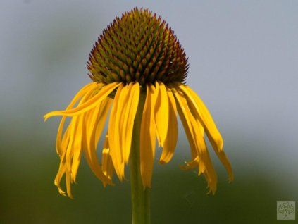 paradoxa