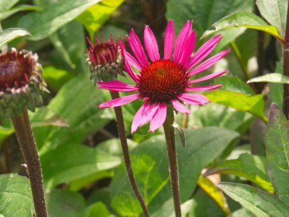Třapatka nachová 'Fatal Atraction' - Echinacea purpurea 'Fatal Atraction'  Echinacea purpurea 'Fatal Atraction'