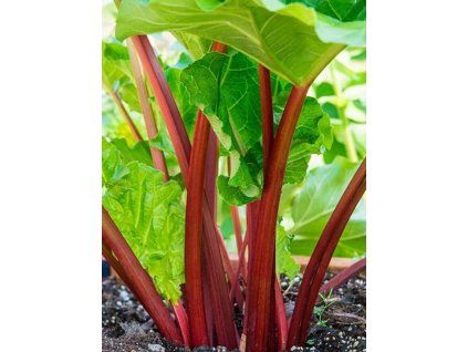 Rebarbora, reveň kadeřavá 'Holsteiner Blut' - Rheum rhabarbarum 'Holsteiner Blut'  Rheum rhabarbarum 'Holsteiner Blut'