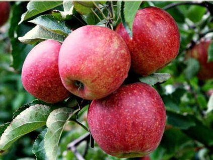 Jabloň 'Lobo' - kontejner  Malus domestica 'Lobo'
