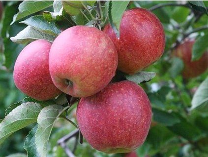 Jabloň 'Jonagored Supra' - kontejner  Malus domestica 'Jonagored Supra'
