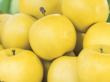Jabloň 'Golden Yellow Spur' - kontejner  Malus domestica 'Golden Yellow Spur'