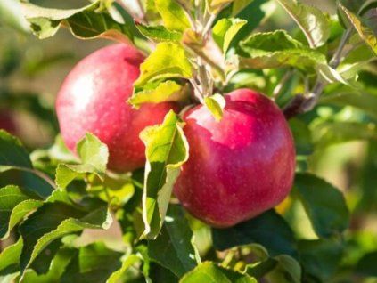 Jabloň 'Panenské zlepšené'  Malus domestica 'Panenské zlepšené'