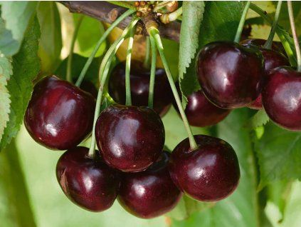 Třešeň 'New York'  Prunus avium 'New York'