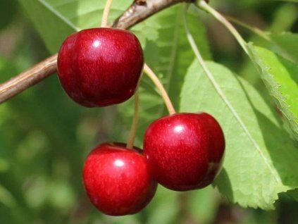 Třešeň 'Ponteris'  Prunus avium 'Ponteris'