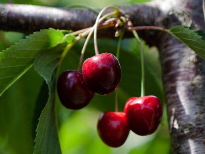Třešeň 'Belfast'  Prunus avium 'Belfast'