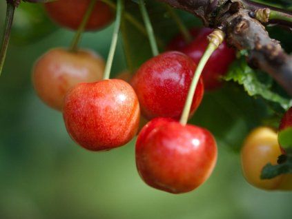 Třešeň 'Primulat'  Prunus avium 'Primulat'