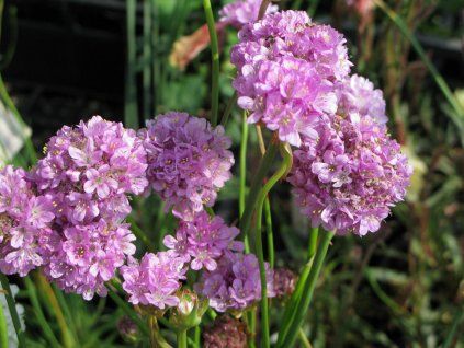 ballerina lilac